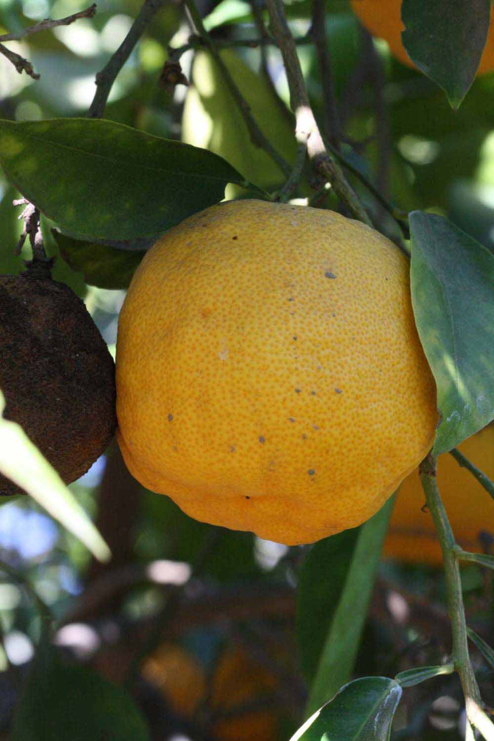            Fruit (Riverside, CA)   